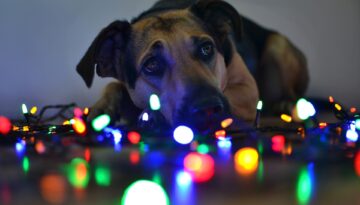 christmas-lights-dog