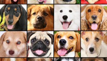 photo-collage-of-different-dogs