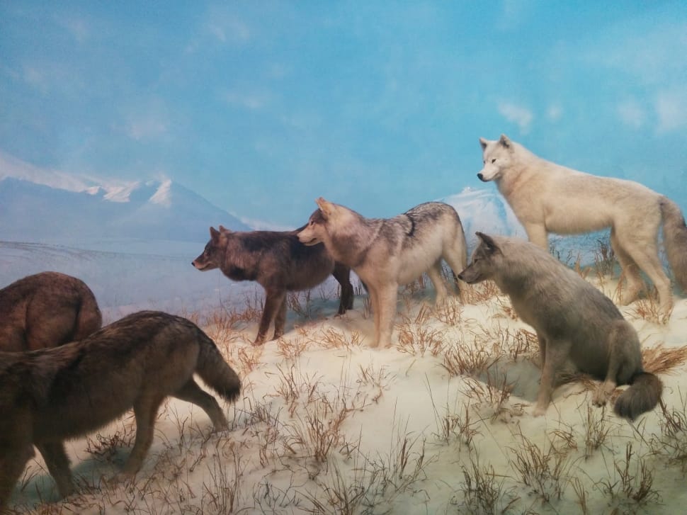 wolves-wolf-pack-wildlife-wild-wallpaper-preview