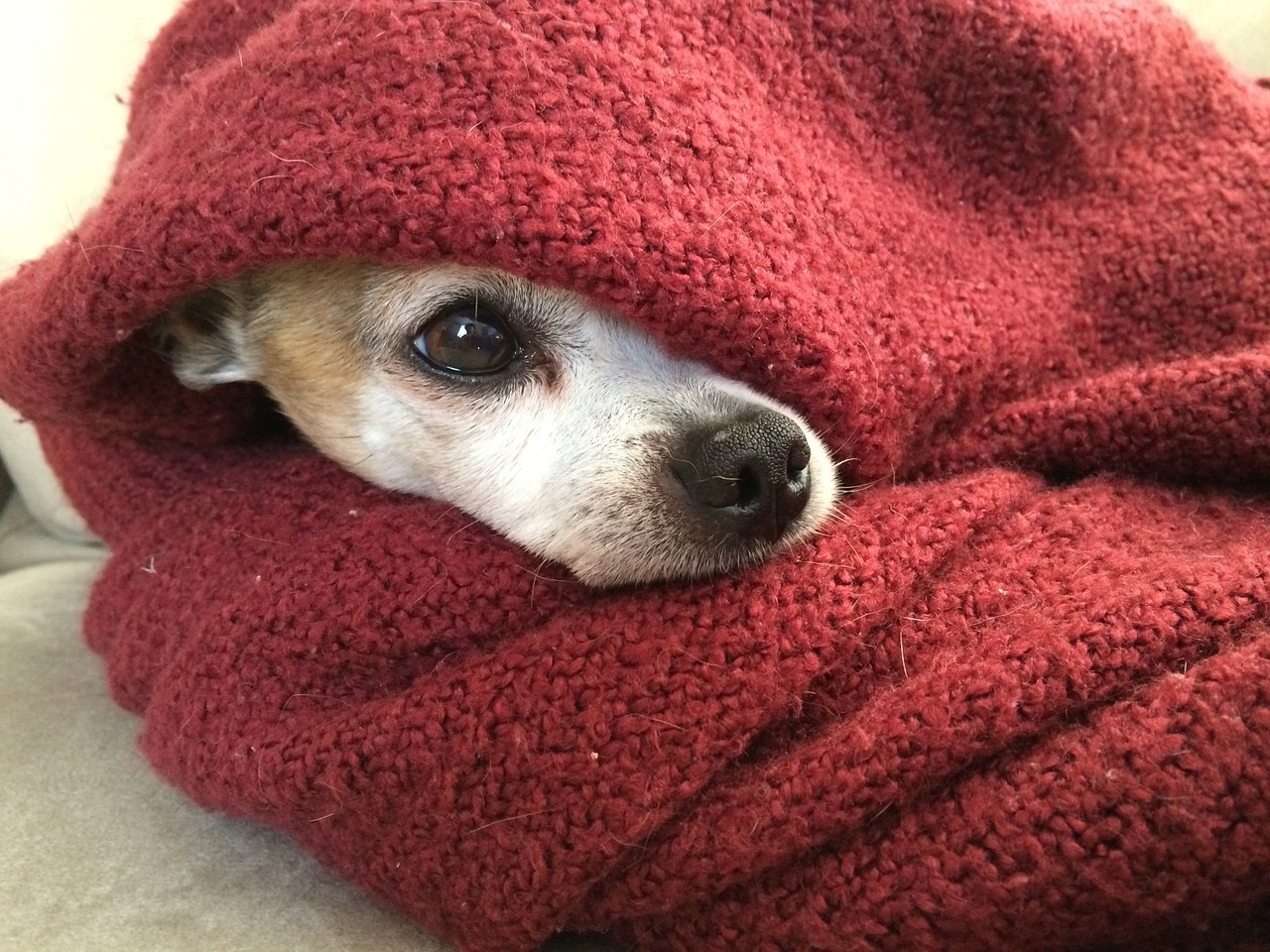 coldWrappedDog