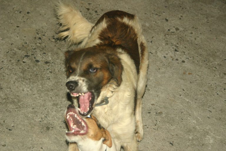 dogs-fight-688649-768x512