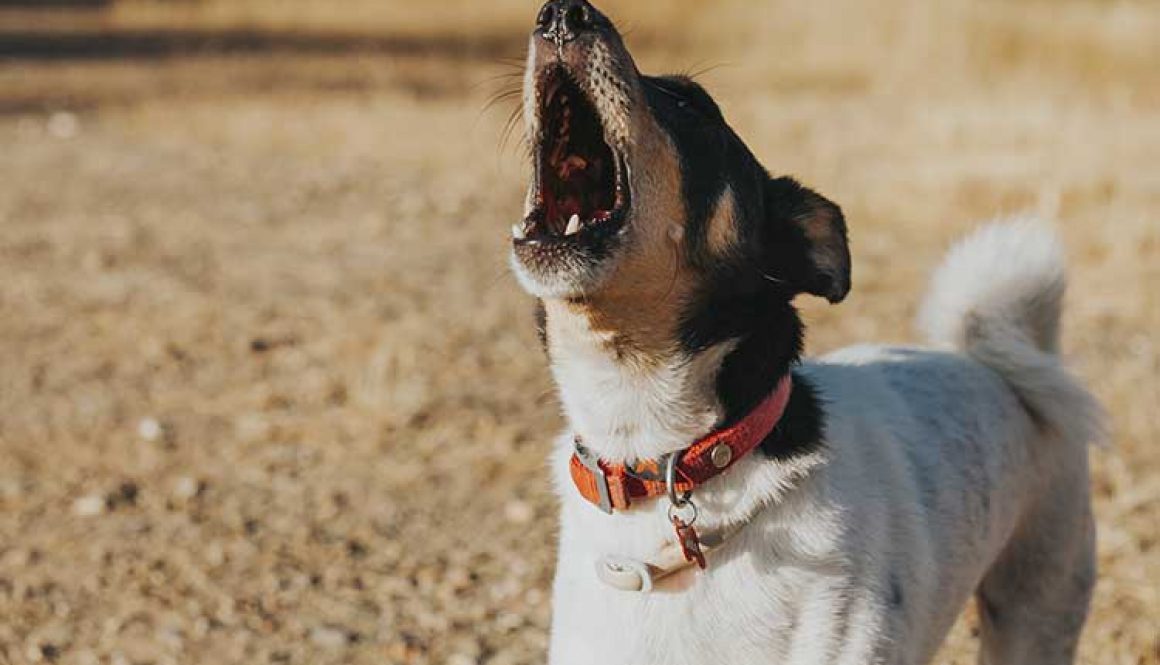 Excessive Dog Barking: How to Stop It