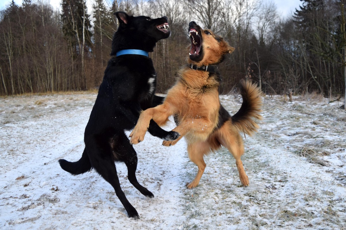 dogs_dogs_playing_fight_friendship_together_fighting_pet_canine-1167657
